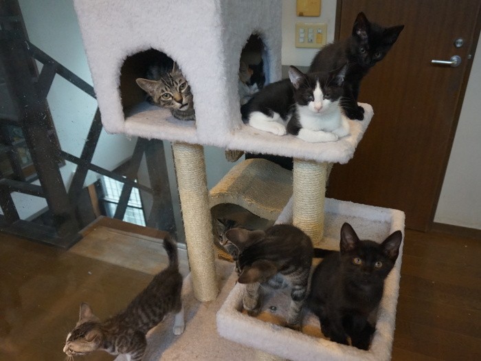 亀山さん自宅内にあるシェルター(ねりまねこ提供)