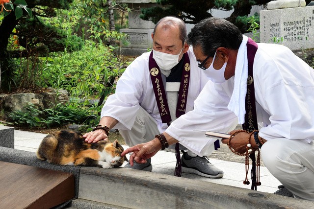 お遍路さんに可愛がられる寺猫のムーンちゃん=2021年7月、高松市の80番札所・国分寺、木下広大撮影