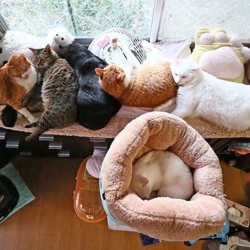 後輩猫と一緒にみんなでくつろぐ