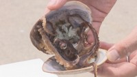 20年で100分の1に 漁獲量が激減しているイイダコ 香川県と漁業者が卵を瀬戸内海に放流