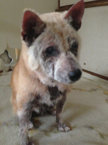 家に来た当時のみるみる