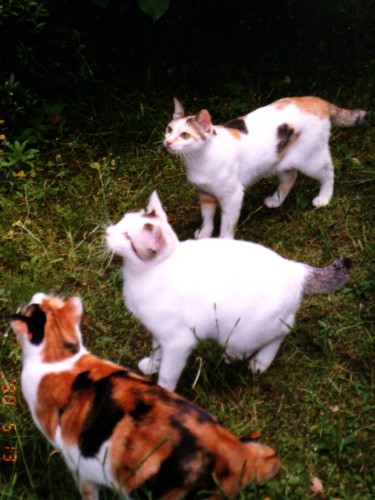 「おいで」と先輩「ミケ子」と