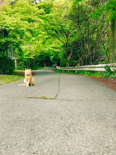 新緑にたたずむ猫。じつは「上司」が通行を阻まれていた図