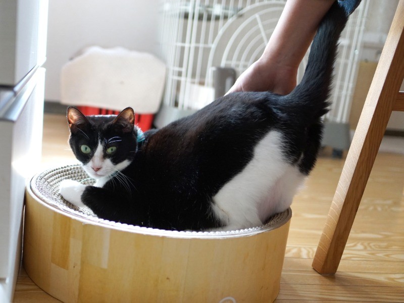 橋本さんにしっぽの付け根をポンポンされて喜ぶドロップちゃん