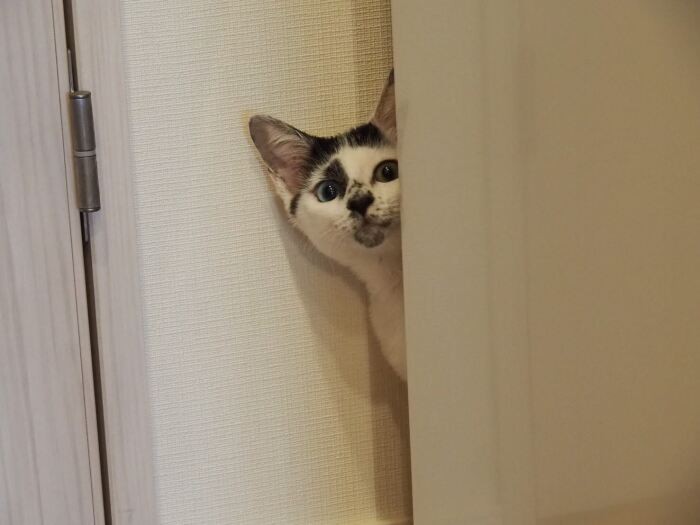 ゴビが来るまでは仕事の邪魔ばかりしていたという教授(しのぶさん提供)
