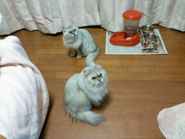 二匹は先代の「うんごろ」の水のみを使っている