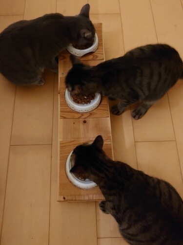 あさひ(上)が他の2匹の残りを食べてしまうため、今はあさひに合わせてみんなダイエットフードにしたのだとか(たい平さん提供)