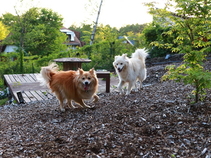 このウッドチップは全部人力で運んだ