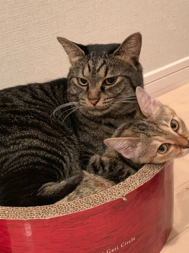 いつも仲が良いアズ(左)とテン(右)