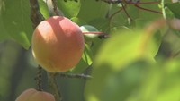 地域を盛り上げる初夏の味覚! 4品種、120本を栽培するアンズ畑での収穫始まる 香川・国分寺町