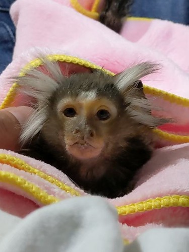 景子さんはうにちゃん、ご主人はコモンマーモセットのバズ君を連れ会ってご結婚。慎之介くんと同じ年のお猿さんで2021年5月25日に旅立った(景子さん提供)