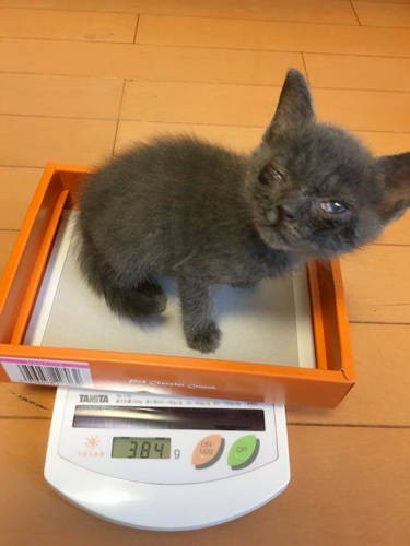 保護した直後の目の状態はひどいものでした(飼い主さん提供)