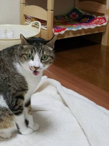 わたしだってニャーオと言う時があるの