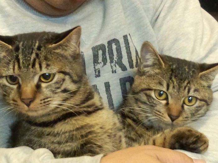 本当によく似ている2匹。動いていると区別がつきません。子猫のあいだはメスのほうが体が大きかったのです