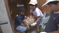 小学生が飼育員の仕事を体験 リクガメの体重測定や馬をブラッシングなど 岡山・赤磐市