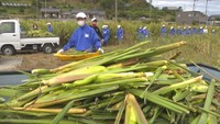中学生が「マコモタケ」の収穫作業を体験 岡山・里庄町の特産品