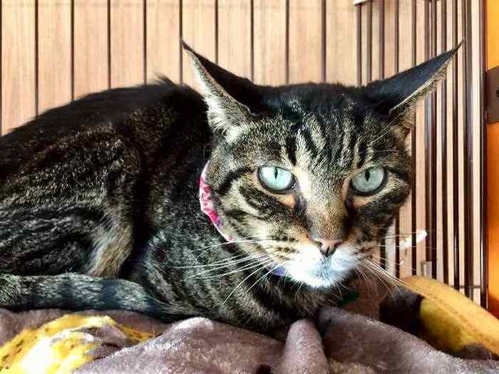 やっぱり怒りっぽい