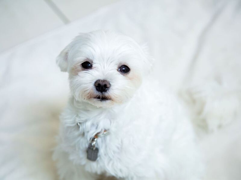 「ムーちゃんは我が家の癒やしの神。預かり犬のラッキーとも心を通わせているみたい」