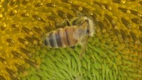 【特集】作物の受粉になくてはならないミツバチが不足 農家が代わりに導入する「ある昆虫」とは? 岡山