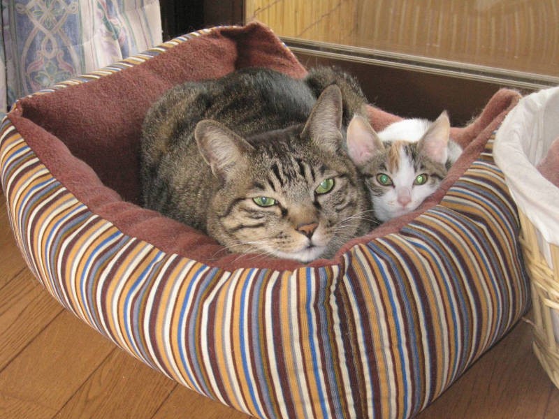 老猫ごんちゃんとも仲良し(手前がごんちゃん)