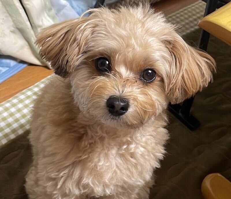 もこ