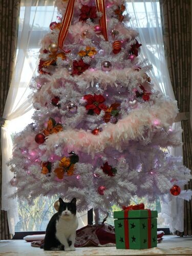 くろこは猫が苦手なので1階で過ごし、部屋もツリーも独り占めした