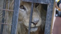 岡山市・池田動物園に香川生まれのライオン「チャーリー」がやってきた!