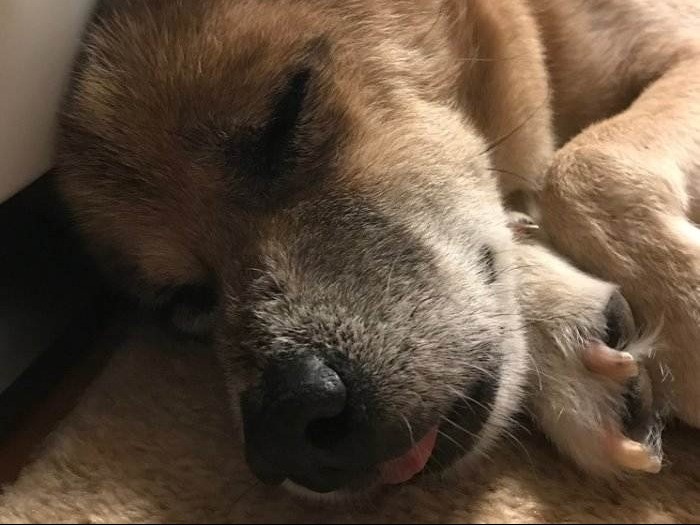 安心して眠れるって素敵だな