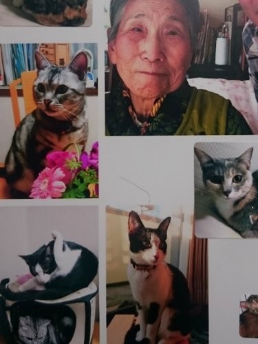 おばあちゃんの百寿を祝うアルバムにも、ヒメやハヤテが登場した「家族だから一緒に祝ったよ」