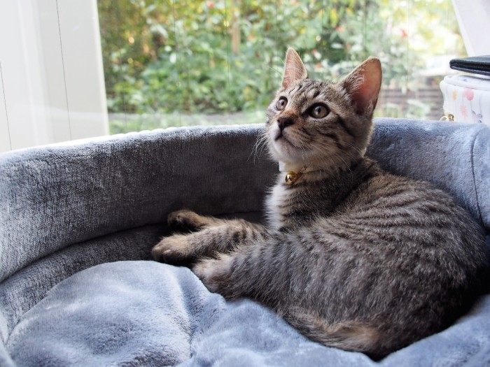 窓辺のフク。瞳に空の色が映る平和な光景