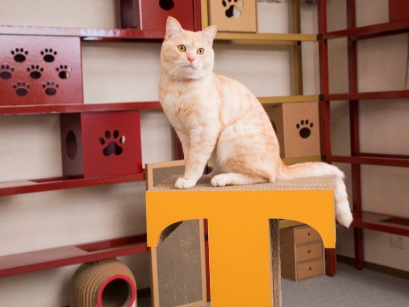 キャットタワーの上でひとやすみ