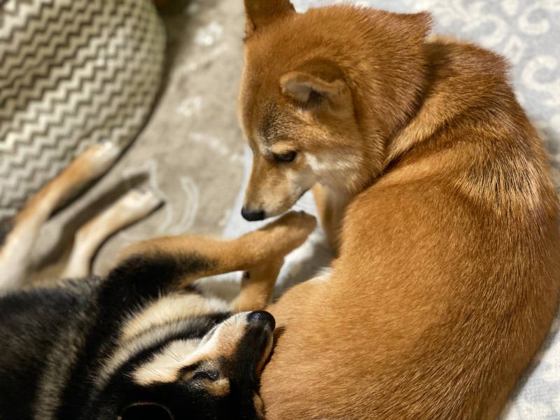 いつまでも2匹仲良くね(飼い主さん提供)