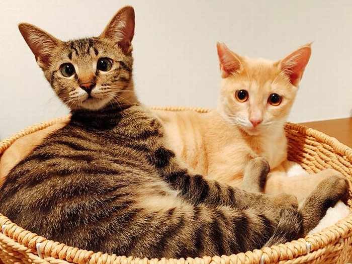 ロイ王子(右)とルーチェ