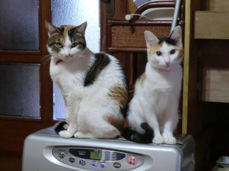 ももちゃん(右)とヒーターの上を陣取る