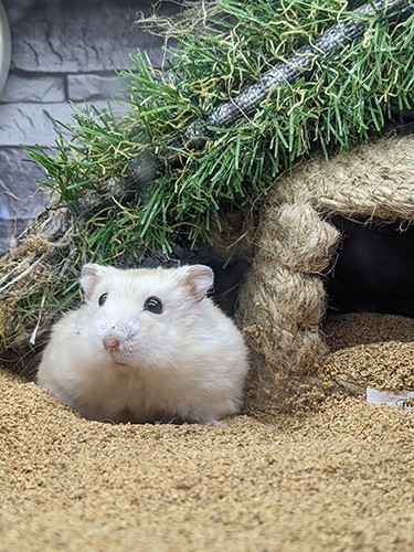 景子さん宅にはハムスターのひやむぎ君も。お猿のバズ君が旅立ってからお迎えした。元気に夜中走っているそう(景子さん提供)