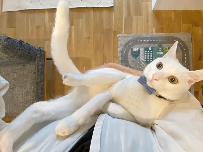 白く美しい猫シピちゃん