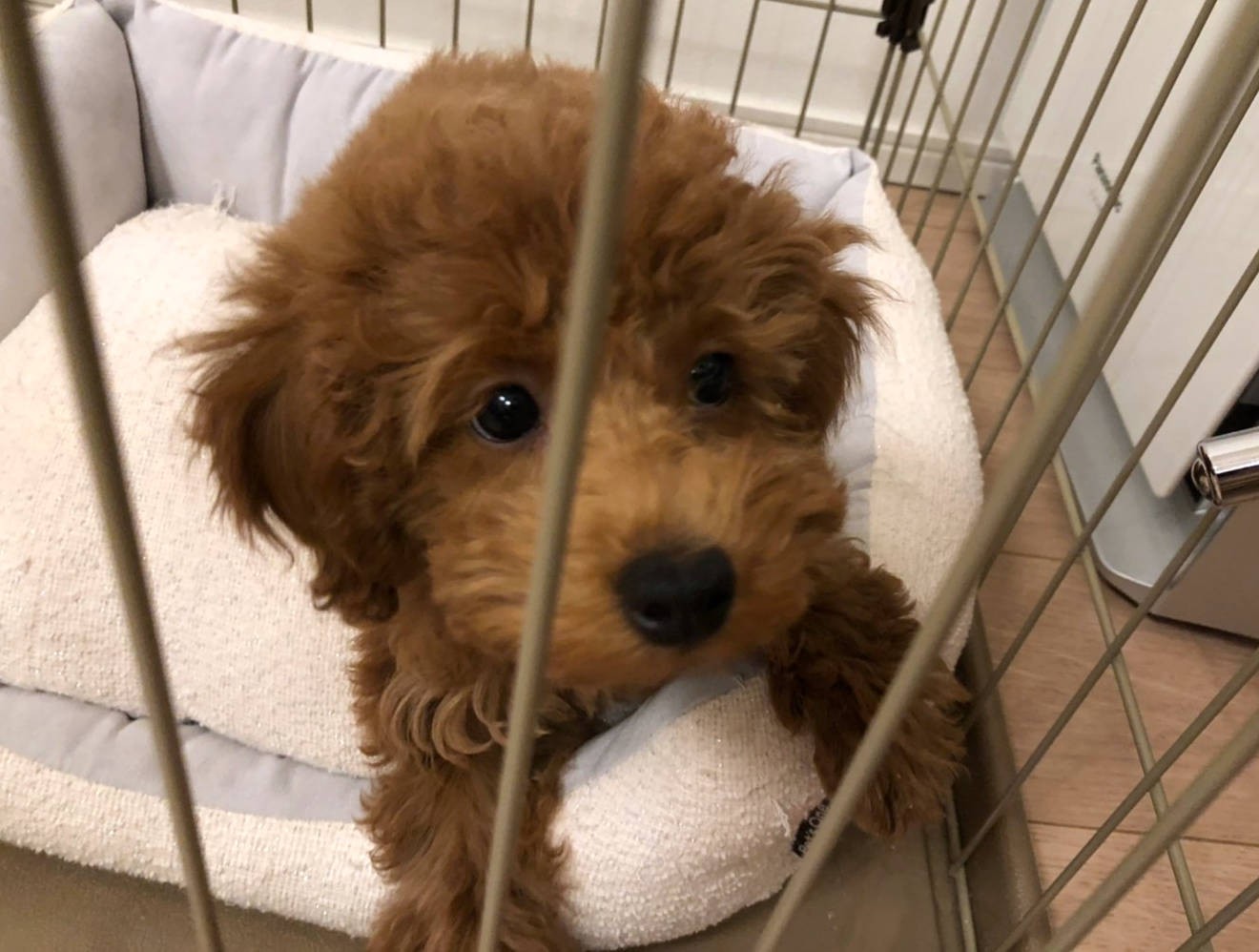 子犬時代は、とにかく遊びたいざかり(お父さん提供)