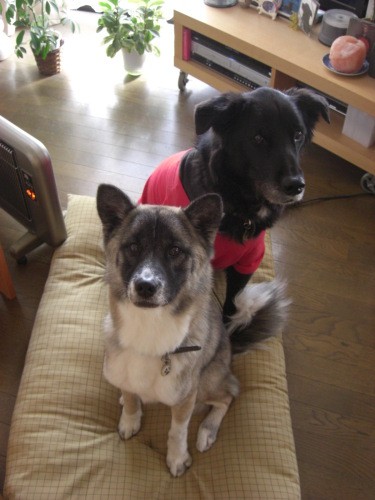 若い頃のふくは顔が黒かった。「写真を見て放っておけなかった」と郡さん(郡さん提供)