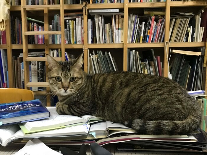 大切な資料本の上でどっかりとくつろいでいるのは、一番若いキジトラの「ダリ」(オス)
