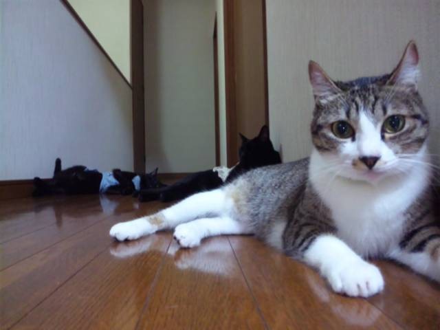 みんな思い思いにくつろいでいる(手前:水戸ちゃん、後ろ2匹:小ちび、スミッチちゃん)