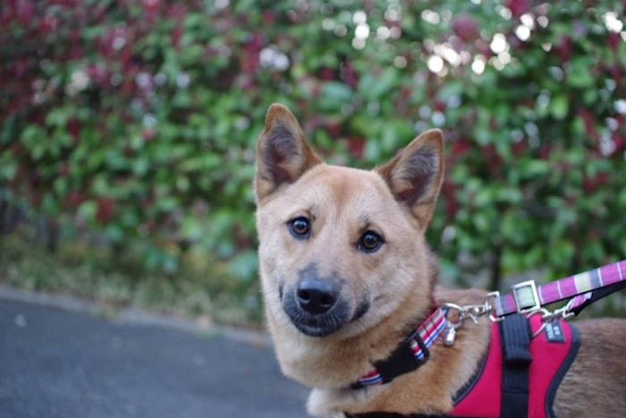同じく初期の桃太郎くん。「何撮ってるの?」