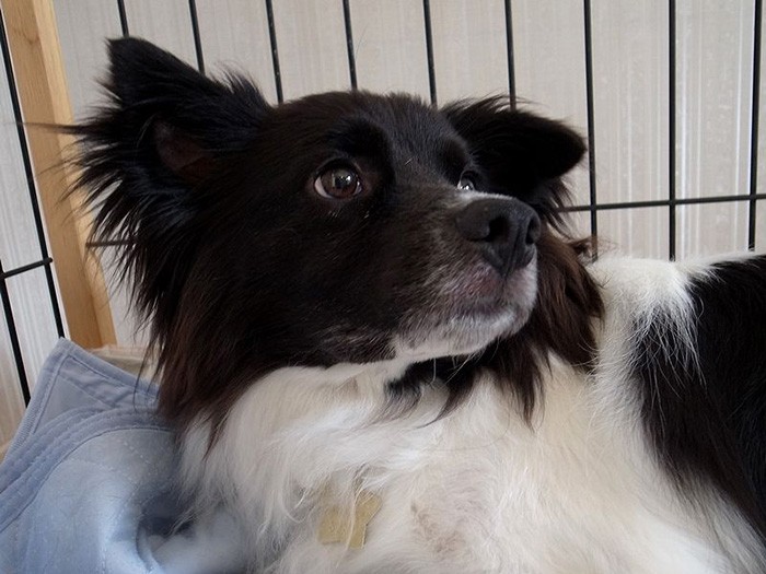 アークを卒業した証の星のペンダントが光る