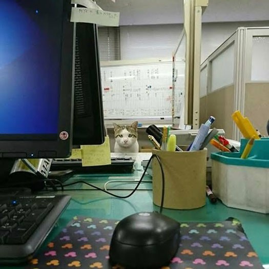 事務所の椅子にちょこんと座るでか丸