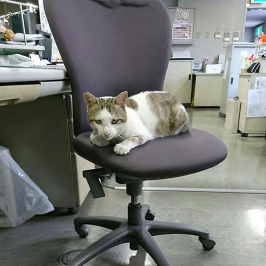 事務所の椅子に座るでか丸