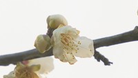 岡山地方気象台が梅の開花を発表 平年より22日遅い開花