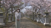 桜の“穴場”スポット ため池の真ん中に伸びる参道に「桜と灯篭(とうろう)」 高松市