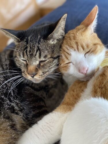 「さあ一緒に寝よう、今日も明日もあさっても」「幸せ~」(千鶴子さん提供)