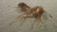 岡山県で初 倉敷市で「アカカミアリ」見つかる