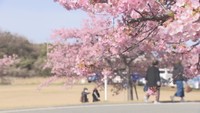 約300mを彩る満開の桜 東かがわ市で「河津桜」が見頃 10日はキッチンカーなど出店の祭り開催 香川