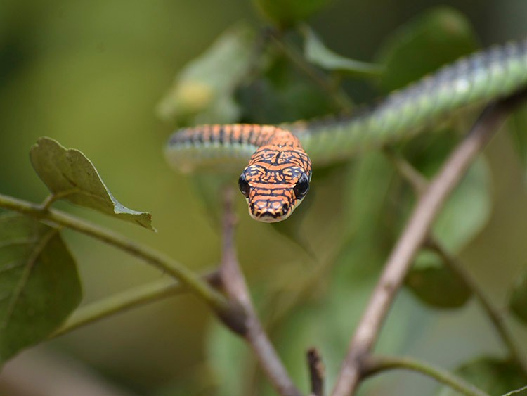 An undated photo provided by Jake Socha shows a paradise tree snake, one of five kinds of flying snakes, the only known limbless vertebrates capable of gliding through the air, in Malaysia in 2015. Socha, a professor at Virginia Tech, and his colleagues published a study on Monday, June 29, 2020, that proved their hypothesis that the snakes wiggle and undulate in order to remain stable in flight. (Jake Socha via The New York Times) — NO SALES; FOR EDITORIAL USE ONLY WITH NYT STORY AIRBORNE SNAKES BY DAVID WALDSTEIN FOR JUNE 30, 2020. ALL OTHER USE PROHIBITED. —